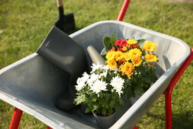 Wheelbarrow with different beautiful flowers and rubber boots outdoors
