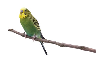 Bright parrot on tree branch against white background. Exotic pet