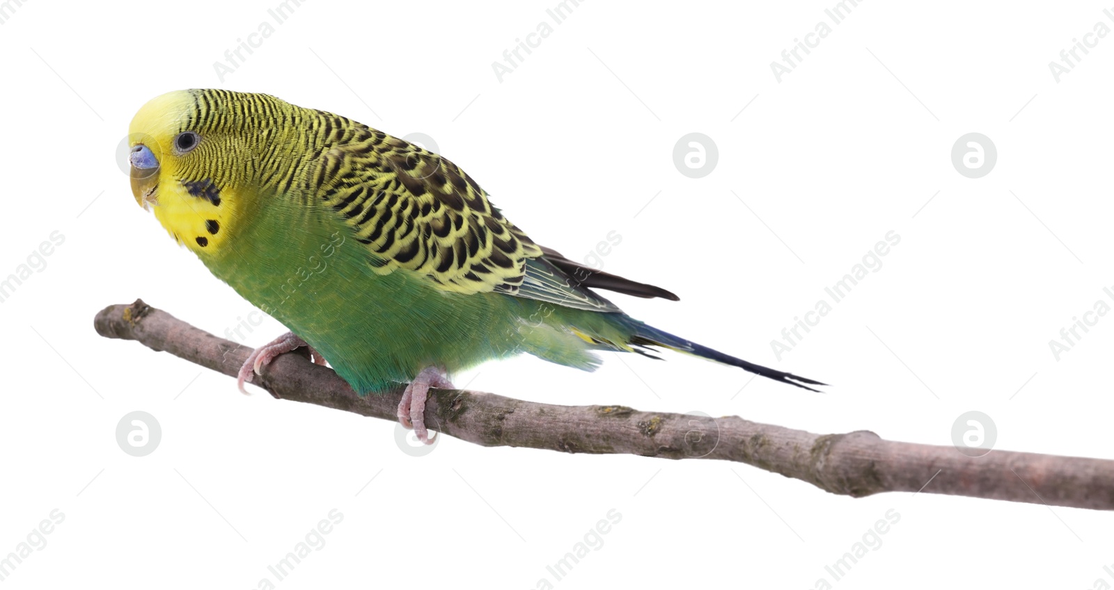 Photo of Bright parrot on tree branch against white background. Exotic pet