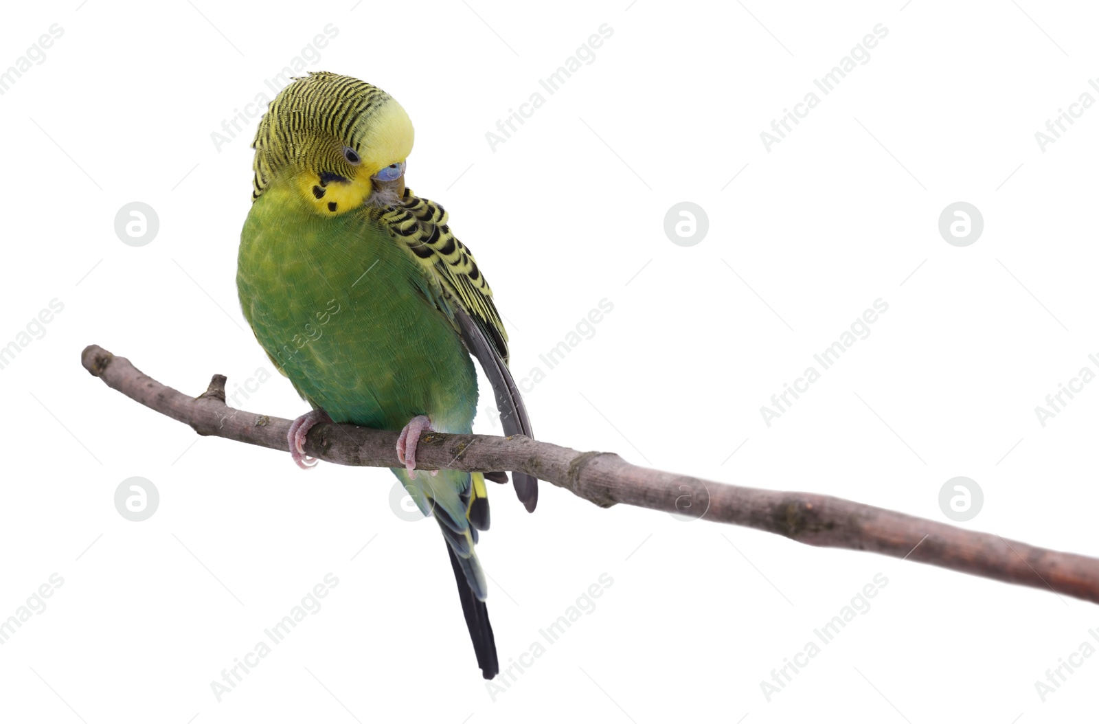 Photo of Bright parrot on tree branch against white background. Exotic pet