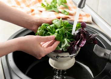 Woman washing different fresh basil leaves under tap water in metal colander above sink, closeup