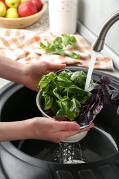 Photo of Woman washing different fresh basil leaves under tap water in metal colander above sink, closeup