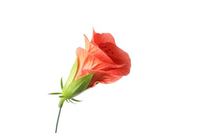 Beautiful red hibiscus flower isolated on white