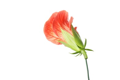 Photo of Beautiful red hibiscus flower isolated on white