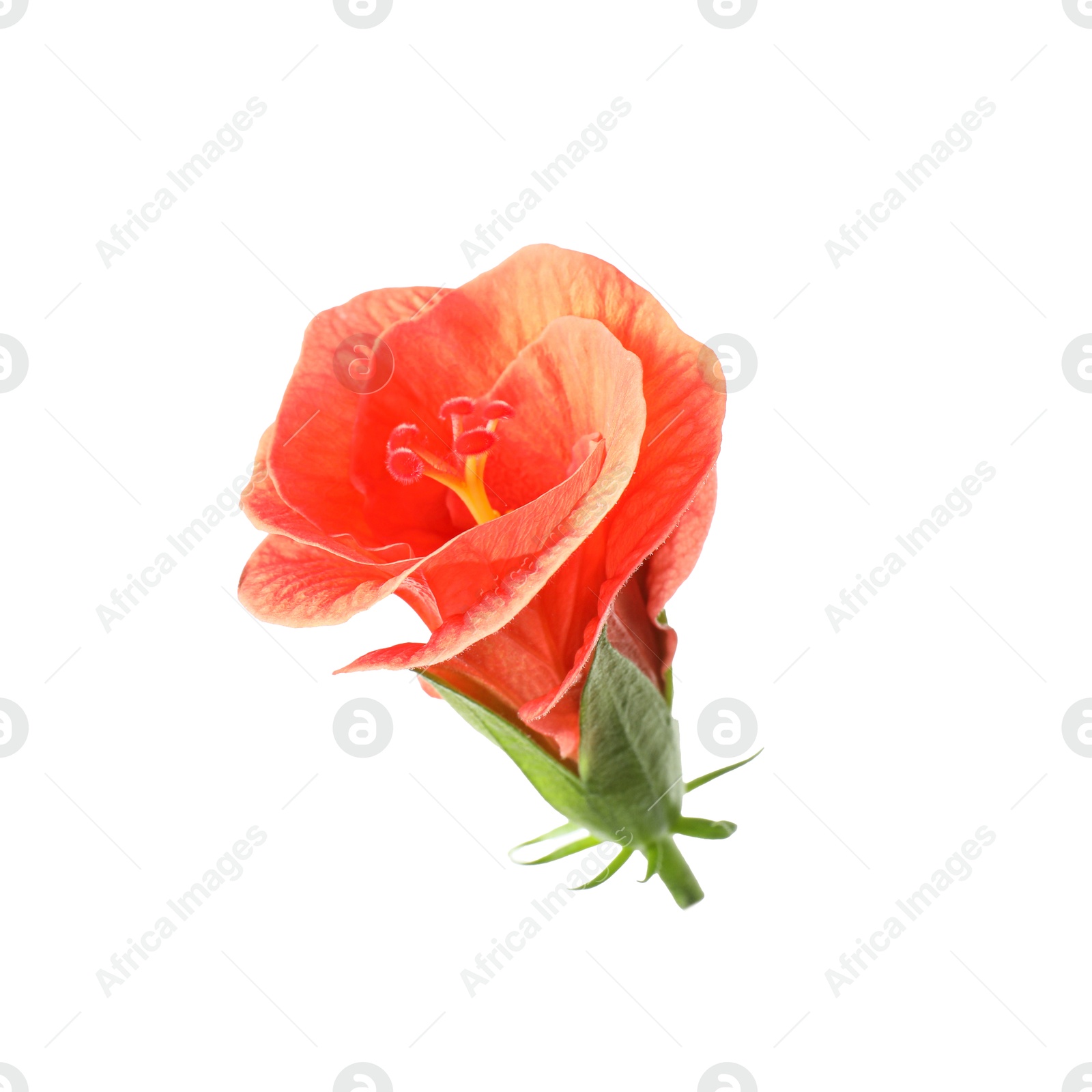 Photo of Beautiful red hibiscus flower isolated on white