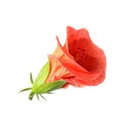 Photo of Beautiful red hibiscus flower isolated on white