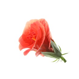 Photo of Beautiful red hibiscus flower isolated on white