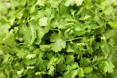 Photo of Fresh green coriander leaves as background, top view