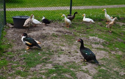 Different geese and ducks on farm. Domestic animals