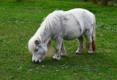 Beautiful white pony grazing on green lawn at farm