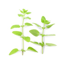 Sprigs of fresh green oregano isolated on white, top view