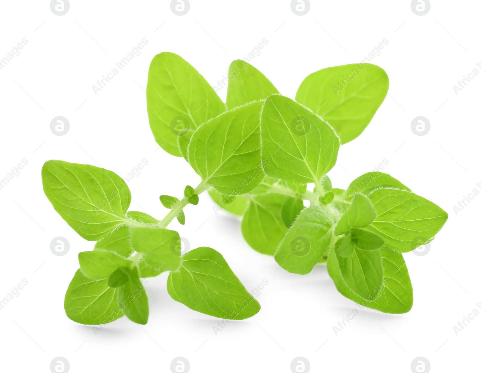 Photo of Sprigs of fresh green oregano isolated on white