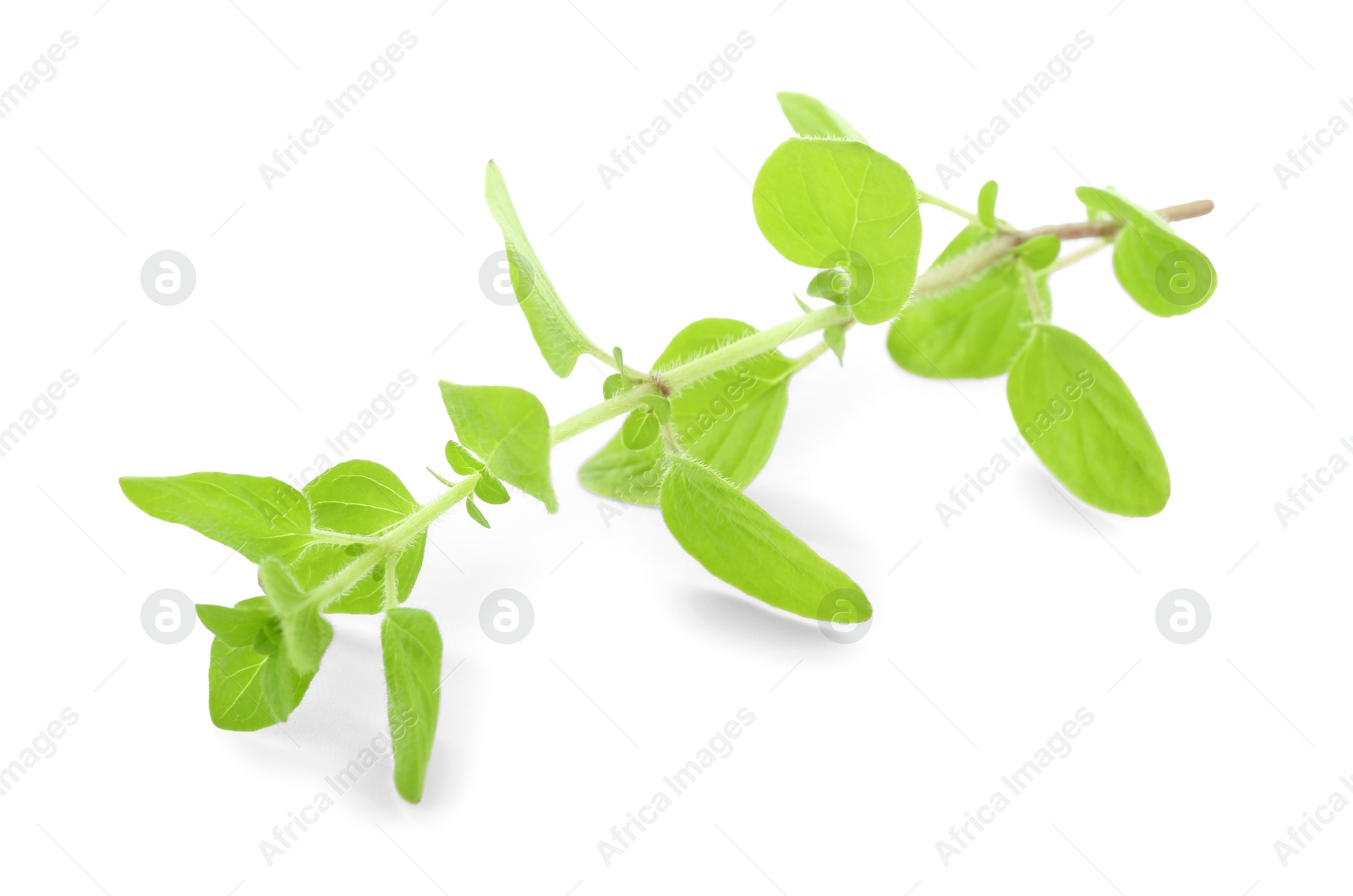 Photo of Sprig of fresh green oregano isolated on white