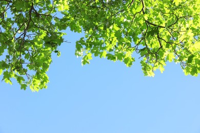 Photo of Beautiful tree branches with green leaves under blue sky, bottom view. Space for text
