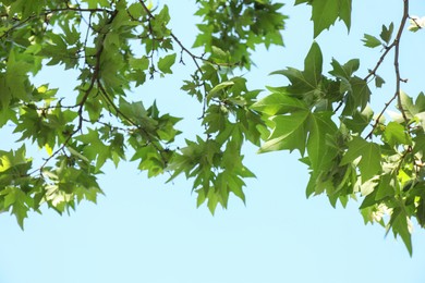 Photo of Beautiful tree branches with green leaves under blue sky, low angle view