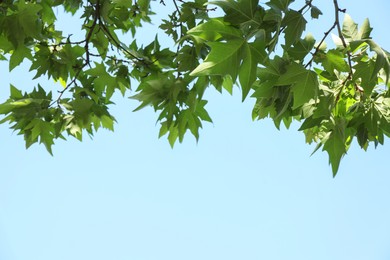 Photo of Beautiful tree branches with green leaves under blue sky, low angle view. Space for text