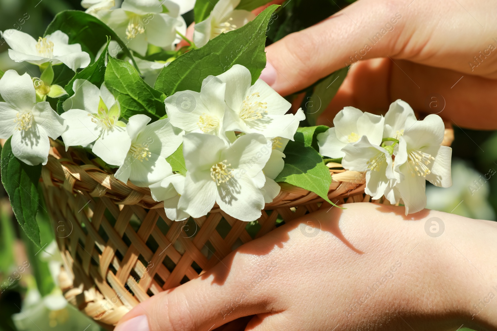 Photo of Woman holding wicker basket with jasmine flowers outdoors, closeup