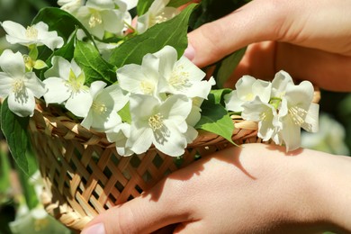 Woman holding wicker basket with jasmine flowers outdoors, closeup