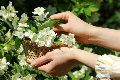 Woman holding wicker basket with jasmine flowers near shrub outdoors, closeup