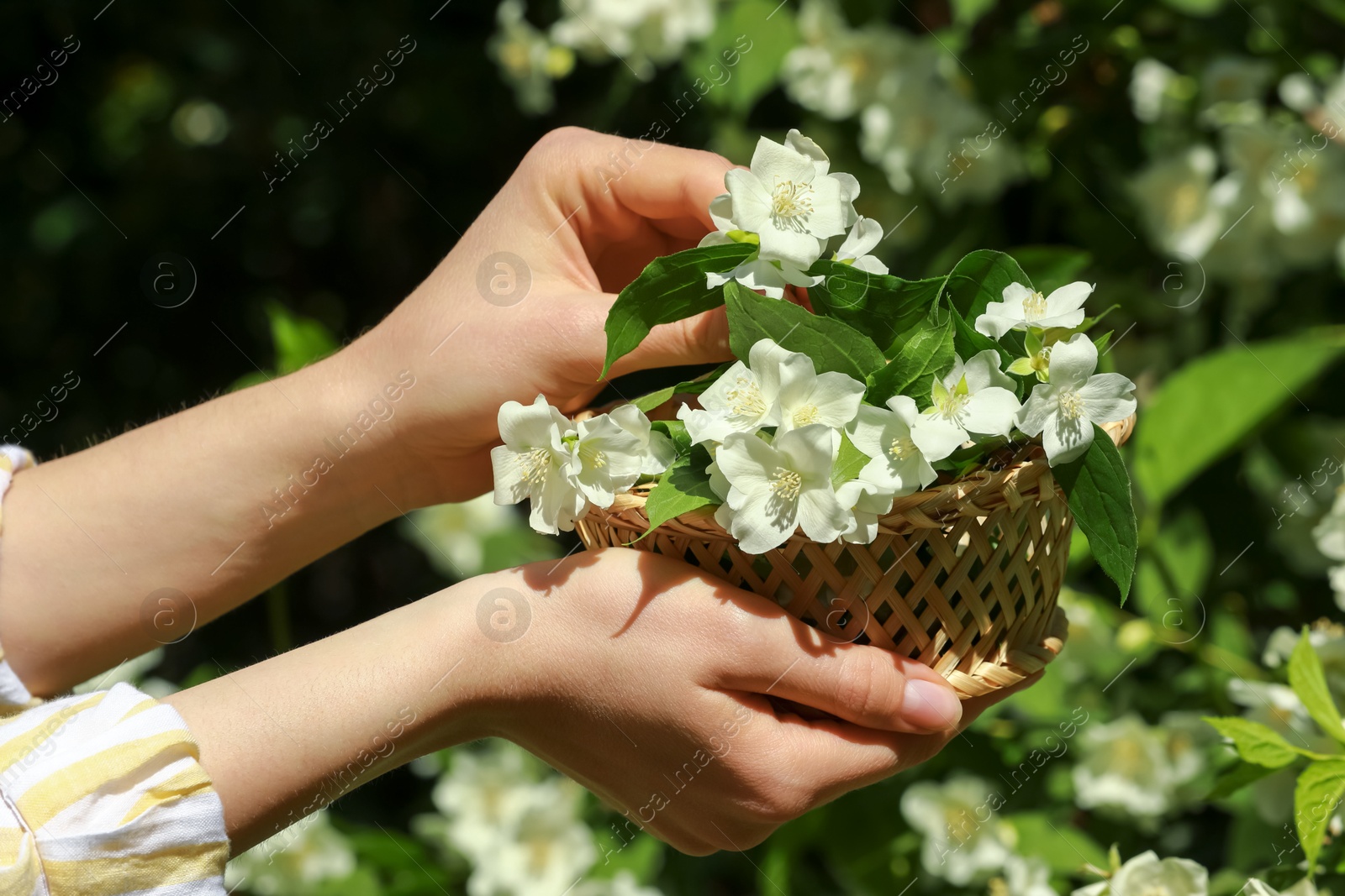 Photo of Woman holding wicker basket with jasmine flowers near shrub outdoors, closeup