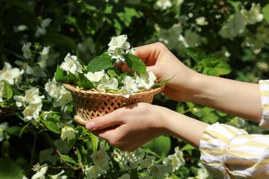 Woman holding wicker basket with jasmine flowers near shrub outdoors, closeup