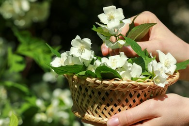 Woman holding wicker basket with jasmine flowers outdoors, closeup