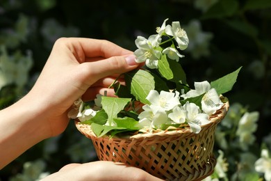 Woman holding wicker basket with jasmine flowers outdoors, closeup