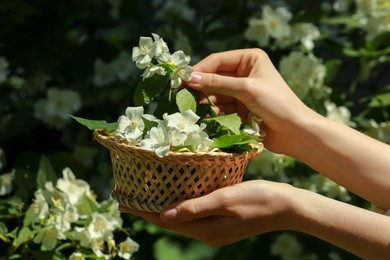 Woman holding wicker basket with jasmine flowers near shrub outdoors, closeup