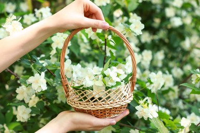 Woman holding wicker basket with jasmine flowers near shrub outdoors, closeup