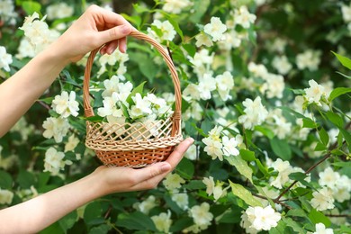 Photo of Woman holding wicker basket with jasmine flowers near shrub outdoors, closeup