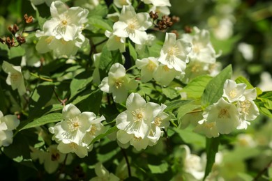 Photo of Jasmine shrub with beautiful blooming flowers outdoors