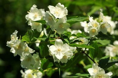 Photo of Jasmine shrub with beautiful blooming flowers outdoors