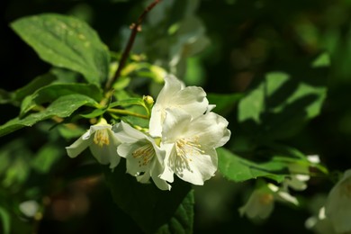 Jasmine shrub with beautiful blooming flowers outdoors