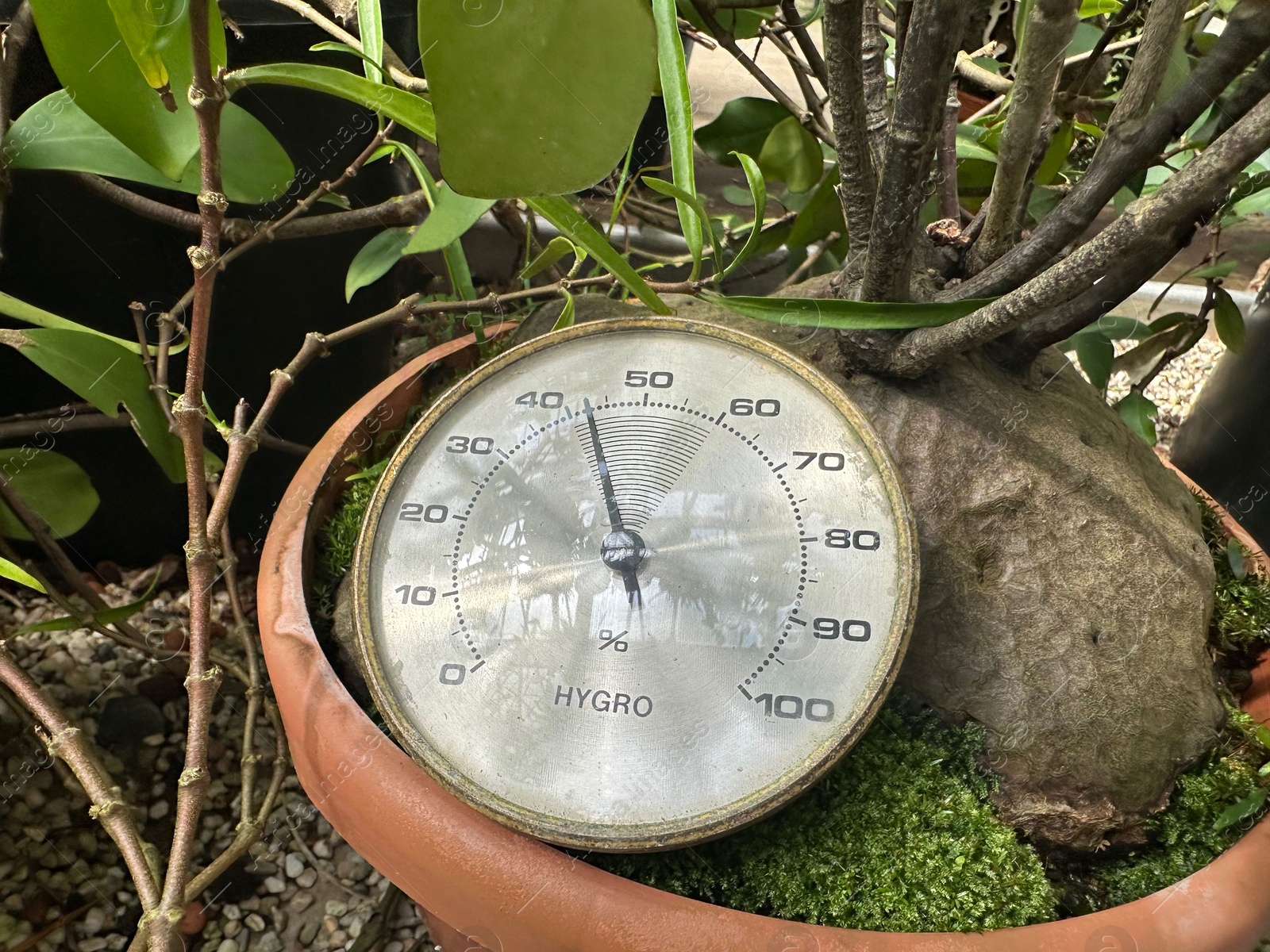 Photo of Mechanical hygrometer and potted plant in botanical garden