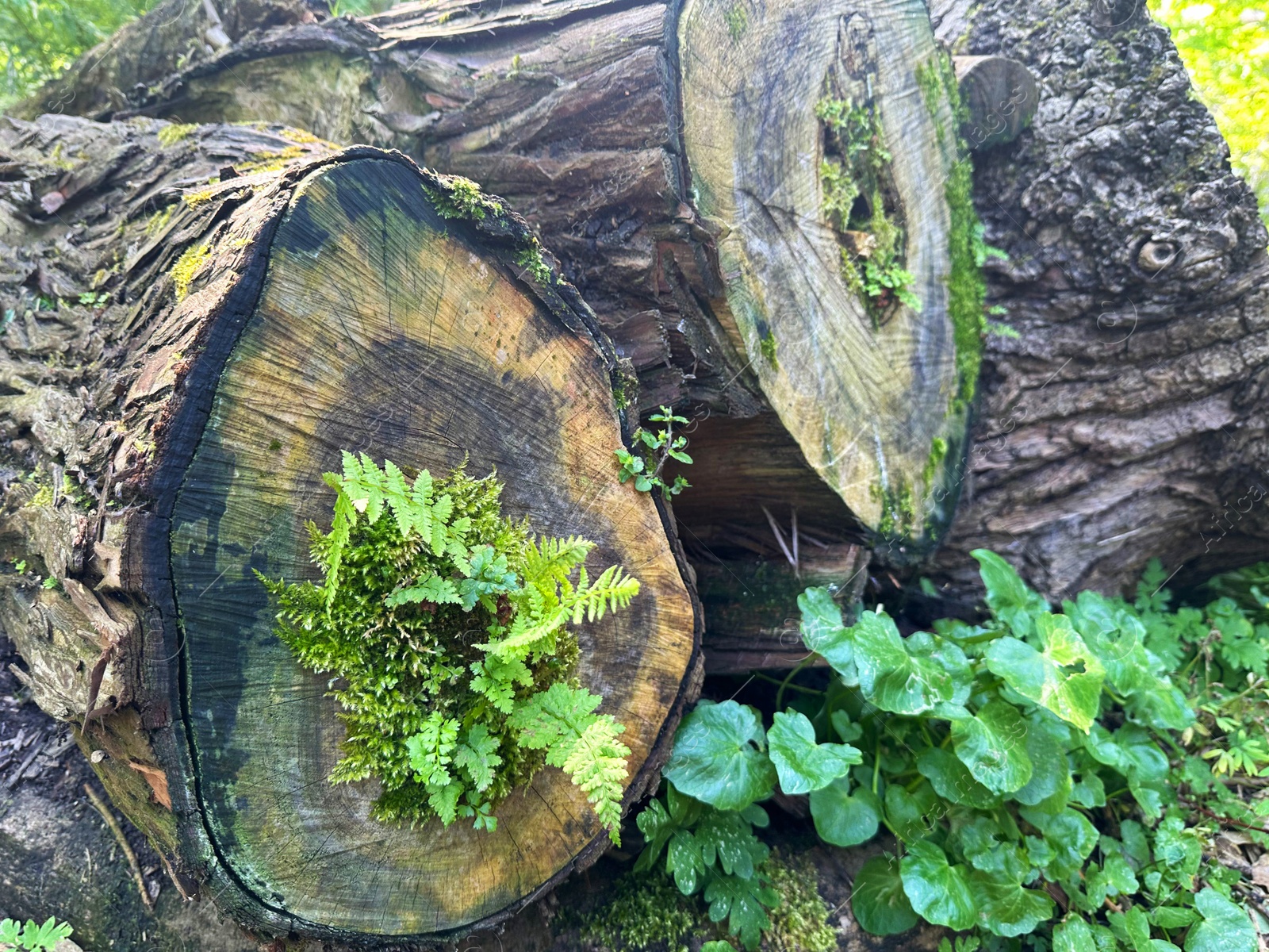 Photo of Tree stump with green moss and fern plants growing in botanical garden