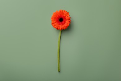 Photo of Beautiful red gerbera flower on pale green background, top view