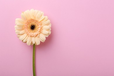 Photo of One beautiful tender gerbera flower on pink background, top view. Space for text