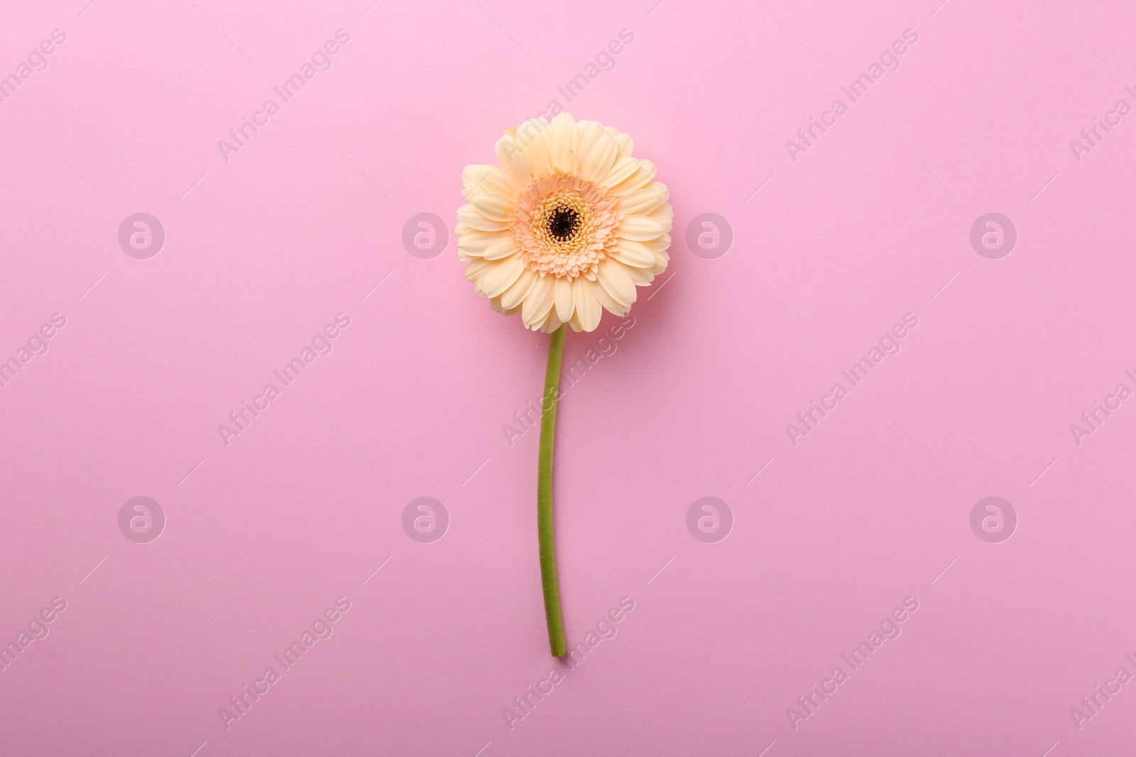 Photo of One beautiful tender gerbera flower on pink background, top view