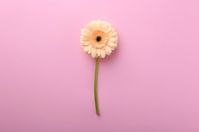 Photo of One beautiful tender gerbera flower on pink background, top view