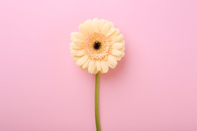 Photo of One beautiful tender gerbera flower on pink background, top view