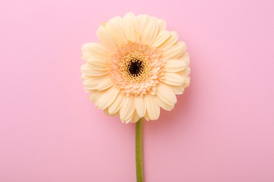 Photo of One beautiful tender gerbera flower on pink background, top view