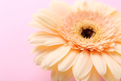 Photo of One beautiful tender gerbera flower on pink background, closeup