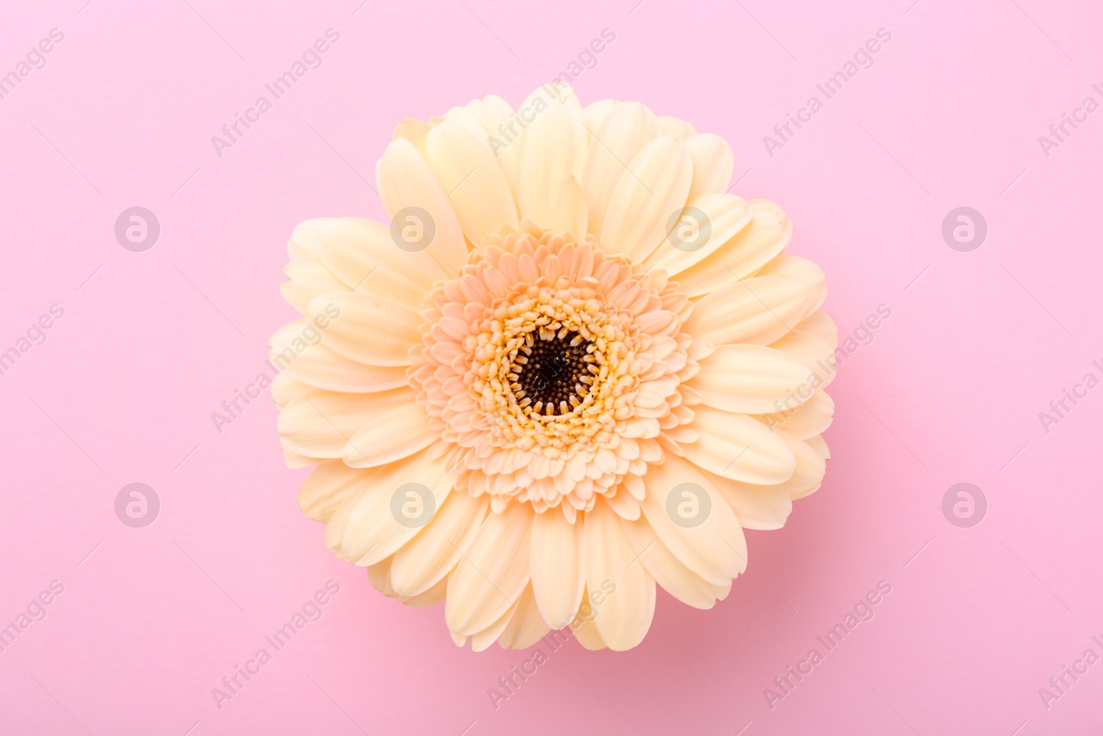 Photo of One beautiful tender gerbera flower on pink background, top view