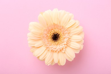 Photo of One beautiful tender gerbera flower on pink background, top view