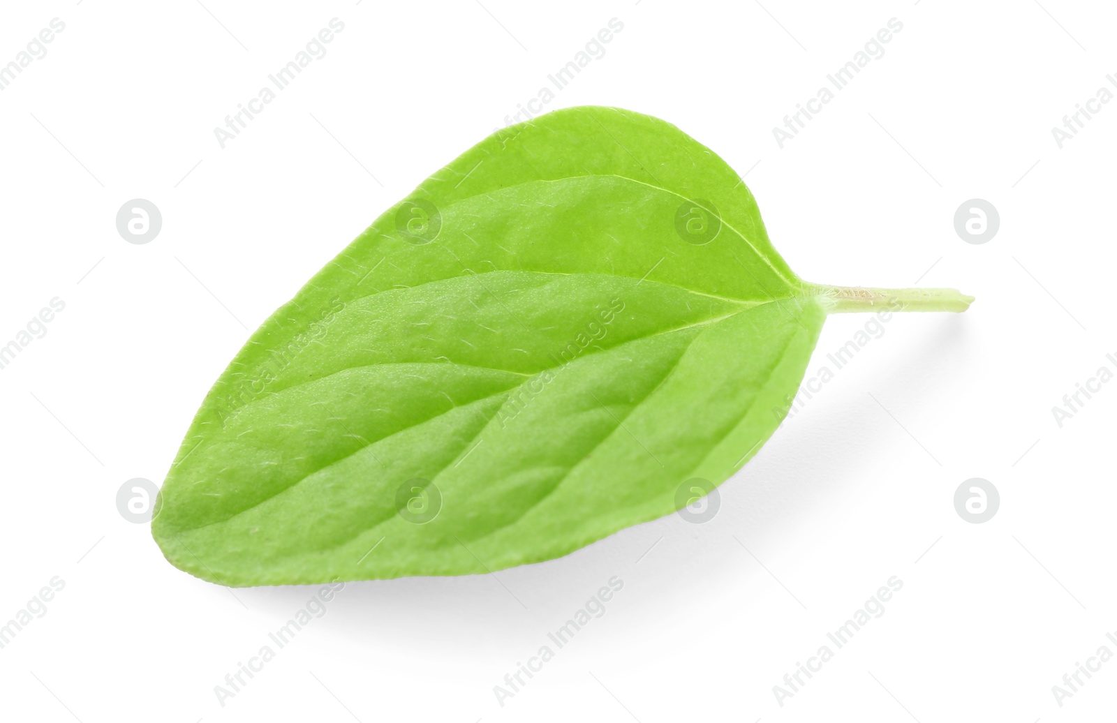 Photo of Leaf of fresh green oregano isolated on white