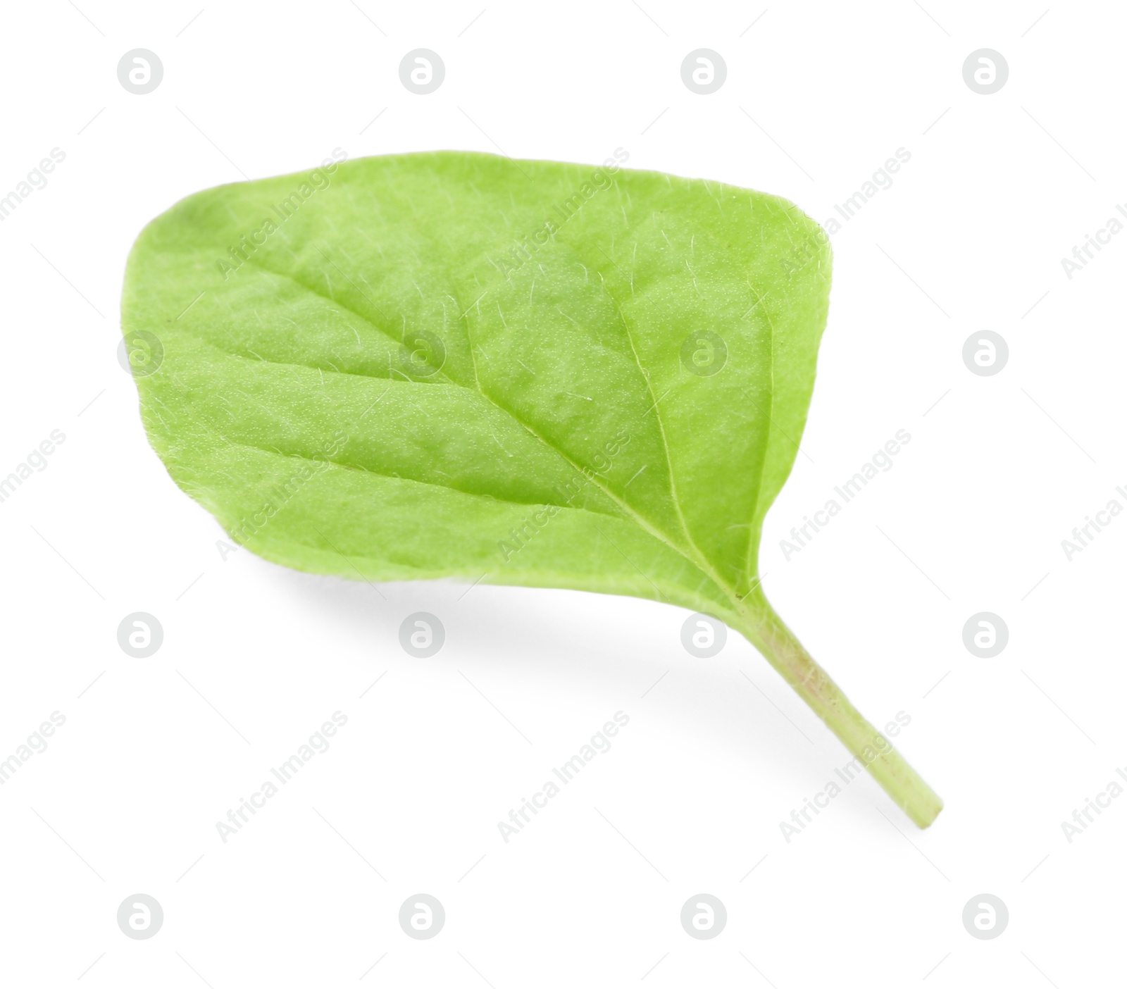 Photo of Leaf of fresh green oregano isolated on white