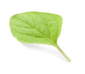 Photo of Leaf of fresh green oregano isolated on white