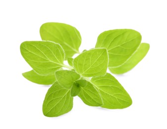 Sprig of fresh green oregano isolated on white