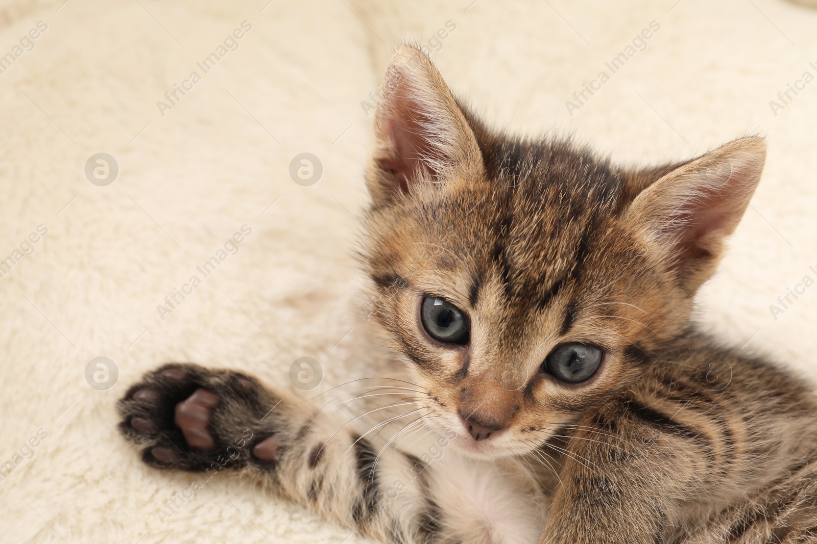 Photo of Cute fluffy kitten on pet bed. Baby animal