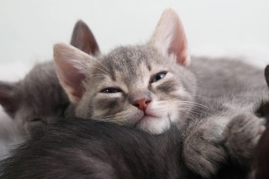 Many cute fluffy kittens against blurred background. Baby animals